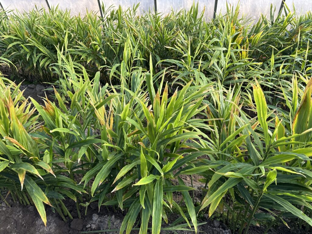 Uprawa imbiru w Polsce. Czy to możliwe?!