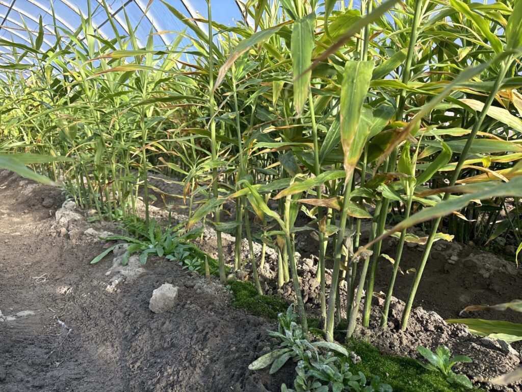 Uprawa imbiru w Polsce. Czy to możliwe?!