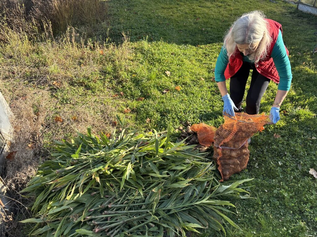 Uprawa imbiru w Polsce. Czy to możliwe?!