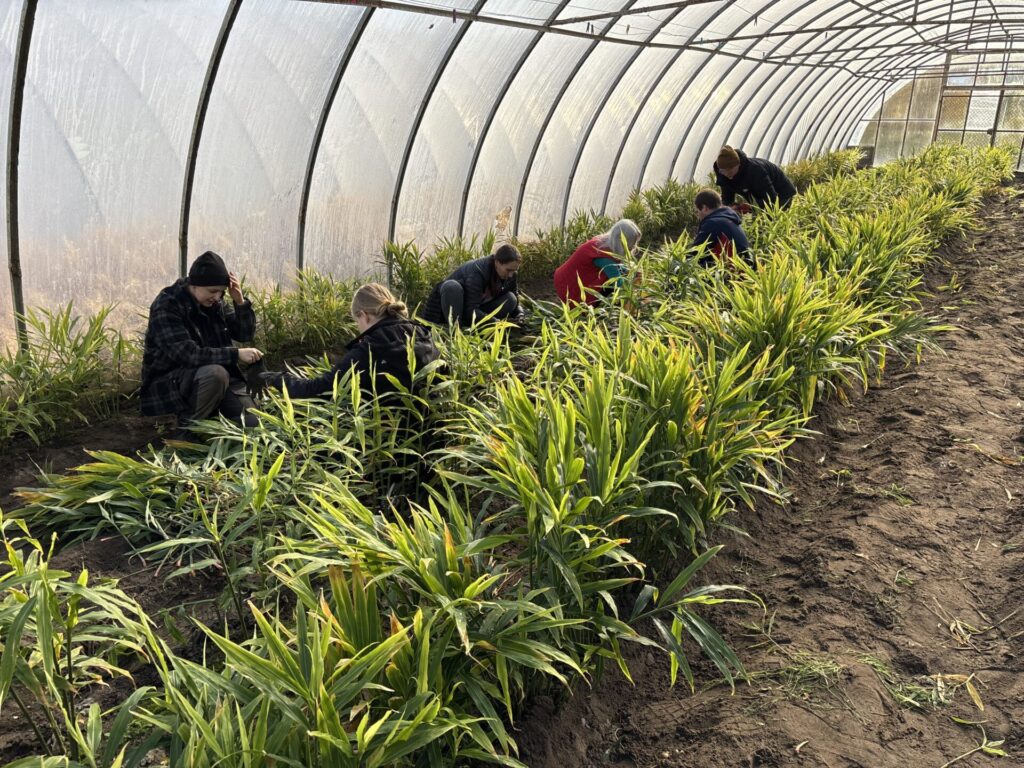 Uprawa imbiru w Polsce. Czy to możliwe?!