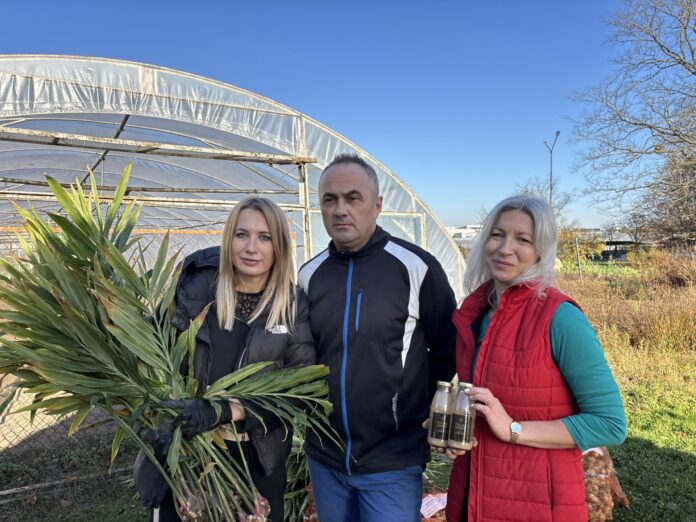 Uprawa imbiru w Polsce. Czy to możliwe?!