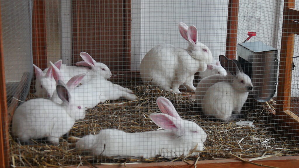 Drobny inwentarz – biznes czy hobby? 1