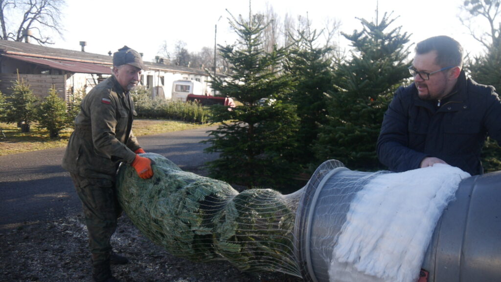 Choinki świąteczne 1