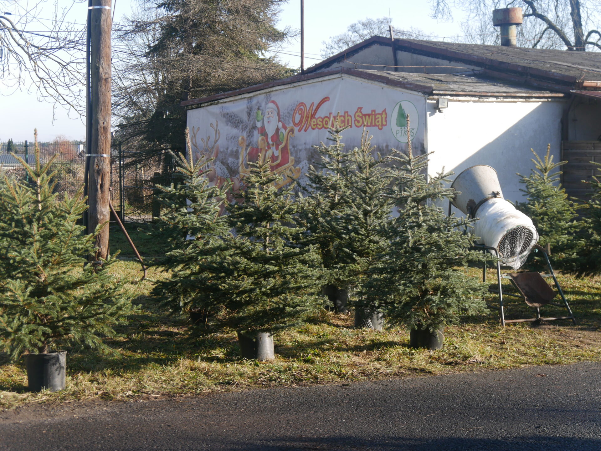 Choinki świąteczne