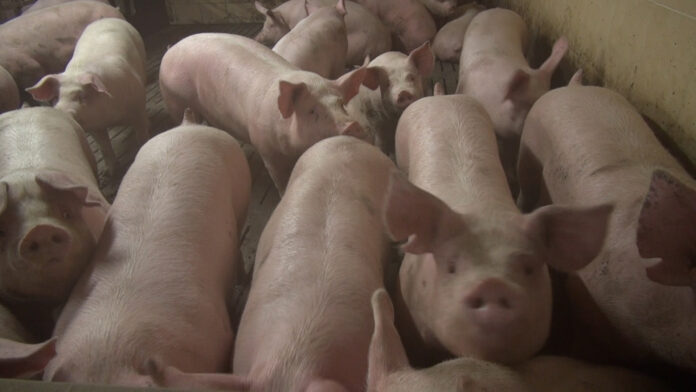 Tanie świnieap (4).Movie_Migawka