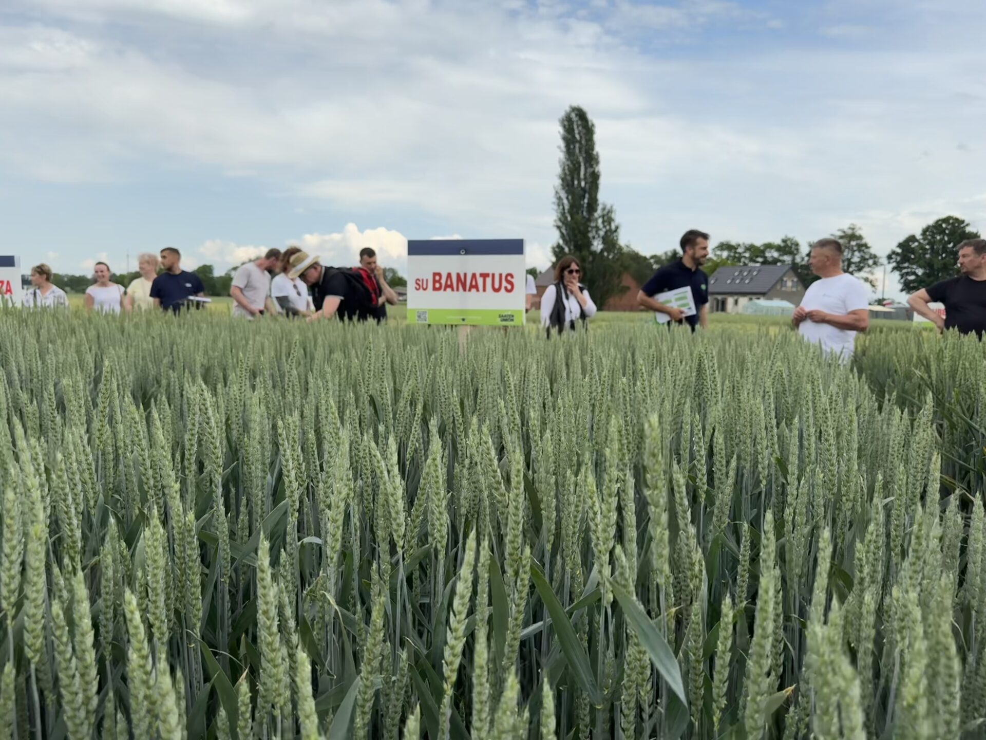 Kalkulacja uprawy pszenicy w 2025 roku. Czy to się opłaca?