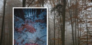 Skandal w Nadleśnictwie Krościenko: 130 kg mięsa rozrzucono w lesie!