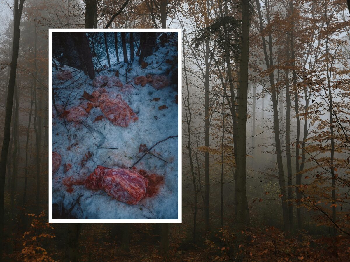Skandal w Nadleśnictwie Krościenko: 130 kg mięsa rozrzucono w lesie!