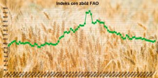 Indeks cen zbóż FAO wzrósł w listopadzie