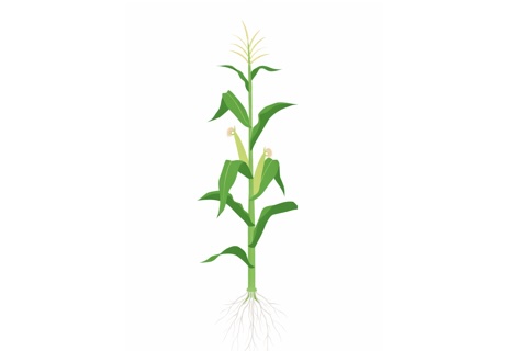 Katalog odmian kukurydzy