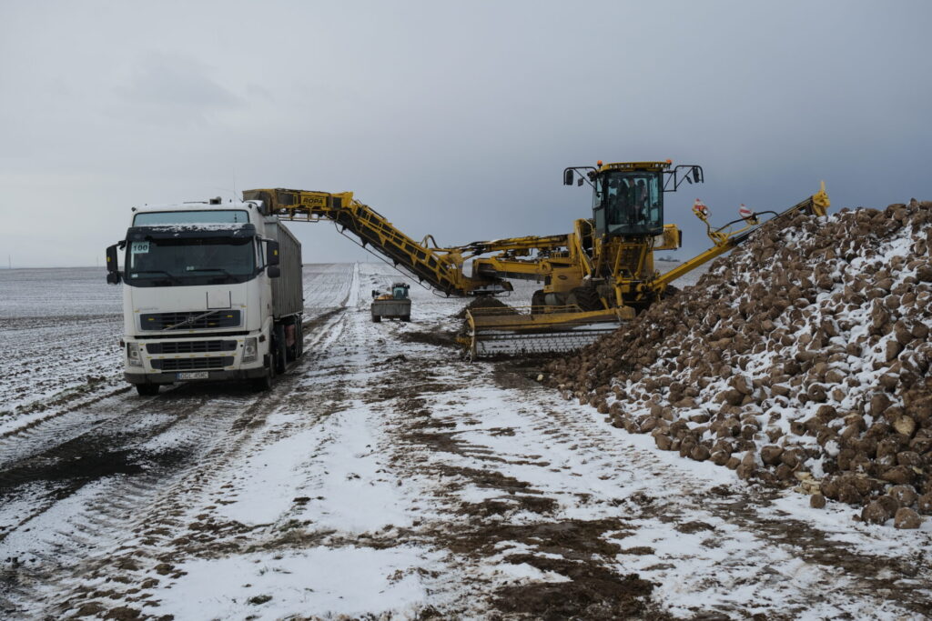 Czy opłaca się uprawiać buraki cukrowe?