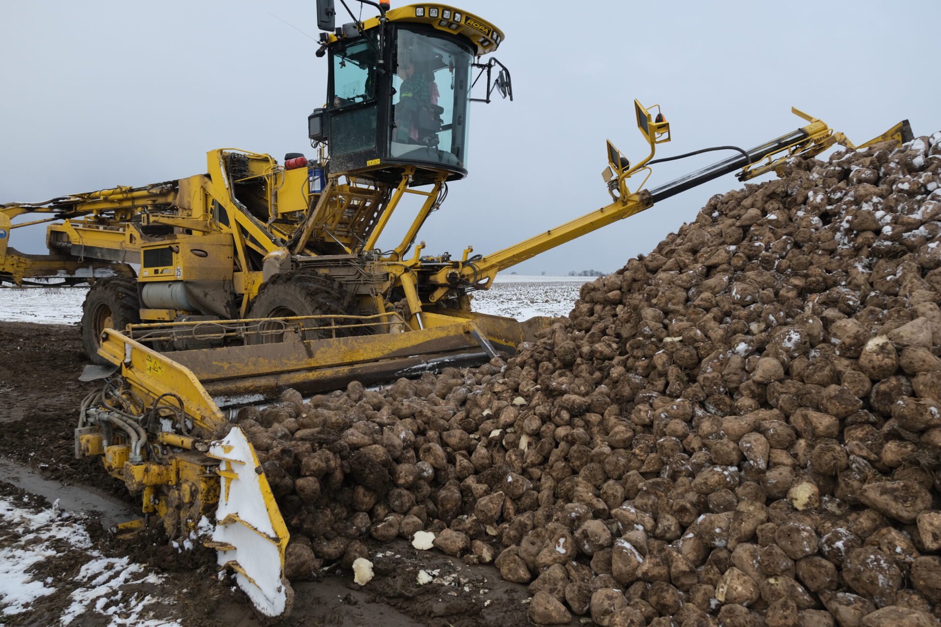 Czy opłaca się uprawiać buraki cukrowe?