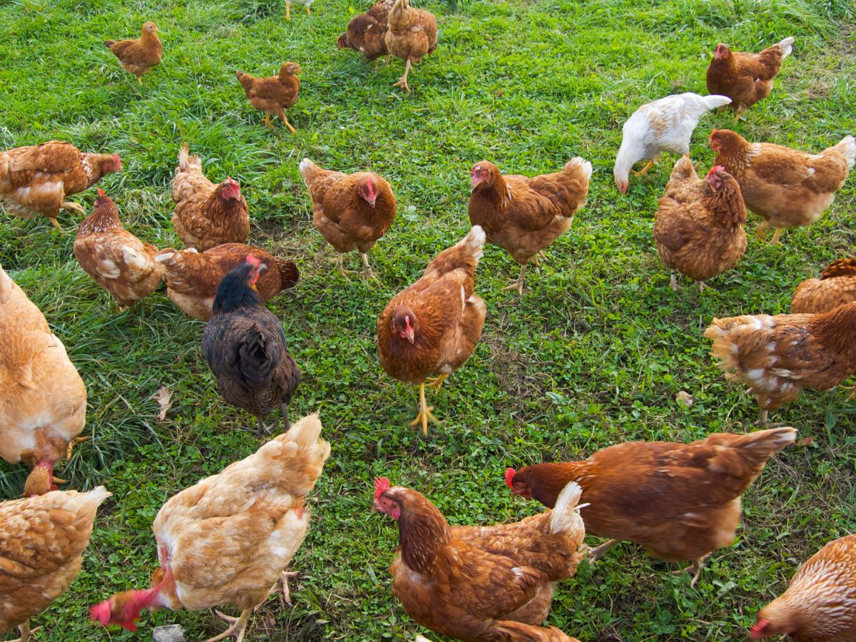 Ponad 300 tys. sztuk drobiu do utylizacji! Gdzie zaatakował wirus HPAI?