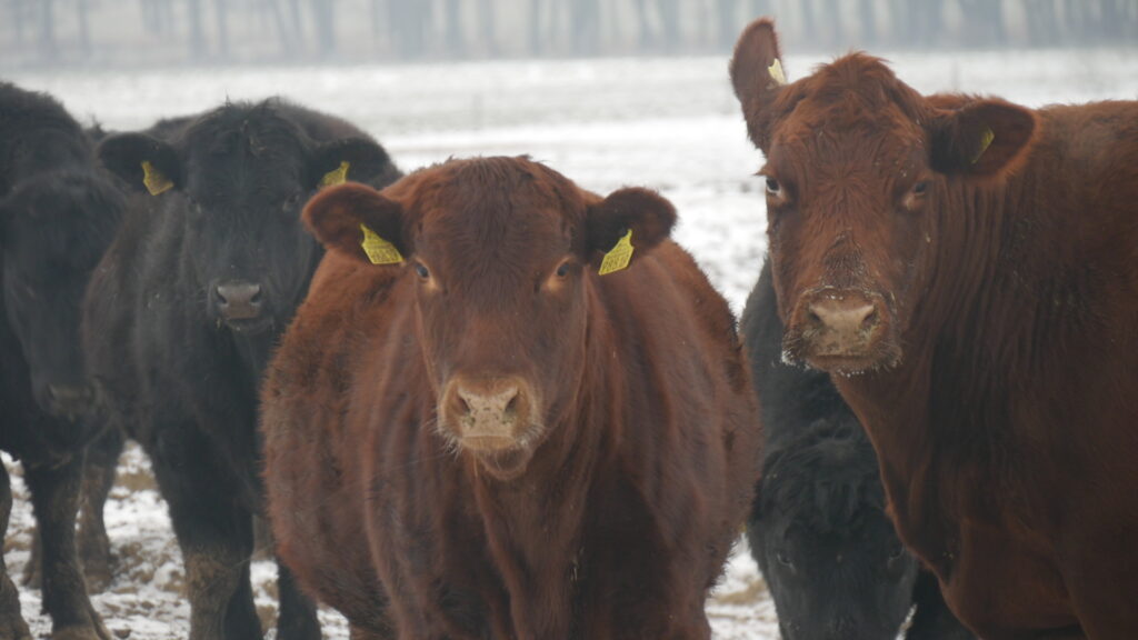 Czy bydło mięsne się opłaca? 1