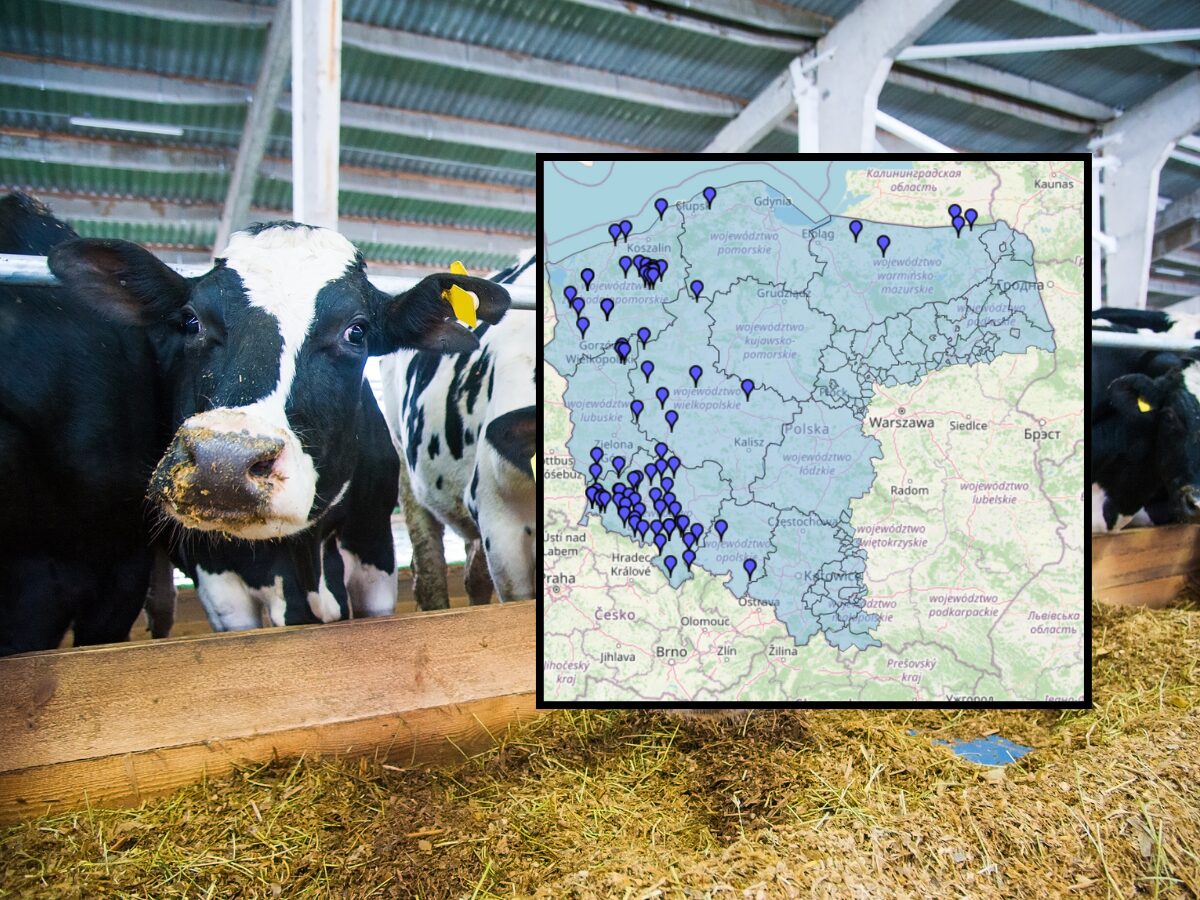 Fatalny bilans końcówki roku: 81 ognisk BT w Polsce…