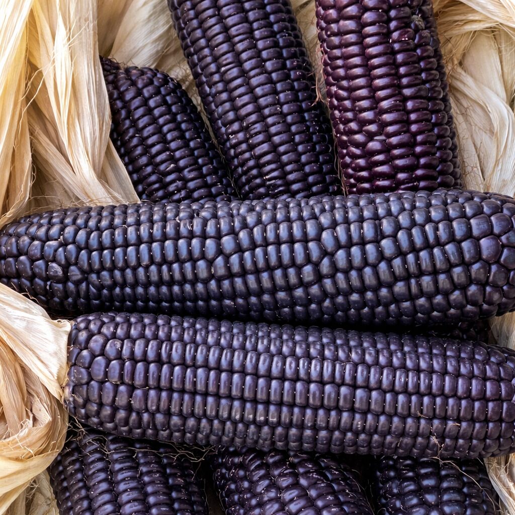 Niebieskie ziarno z pustyni. Czy kukurydza Hopi ma szansę w polskim klimacie?