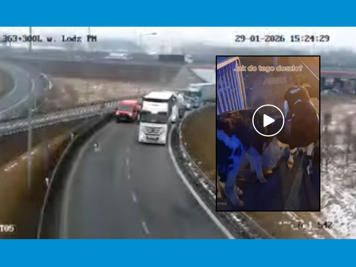Szok na autostradzie A2! Dwa cielaki biegały między autami. [WIDEO]