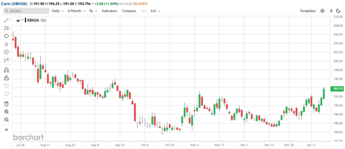 cena kukurydzy na Matif