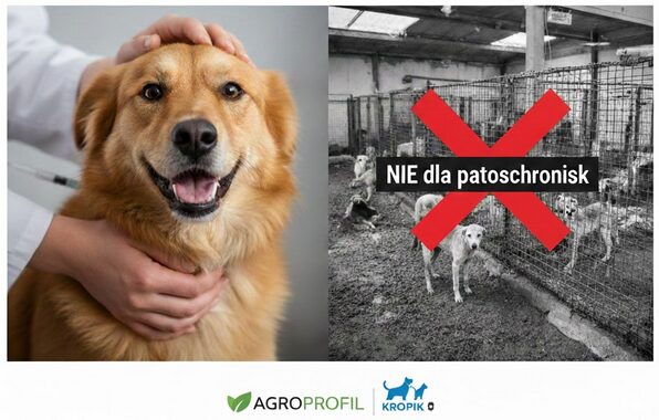 KROPiK – obowiązkowe czipowanie psów i wyniki kontroli schronisk