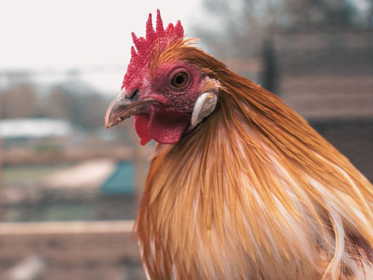 Dramat w Wielkopolsce: 1,5 miliona kur do utylizacji!!!