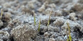 Późno siane zboża - jak postępować wiosną z pszenicą i innymi gatunkami wysiewanymi po optymalnym terminie?