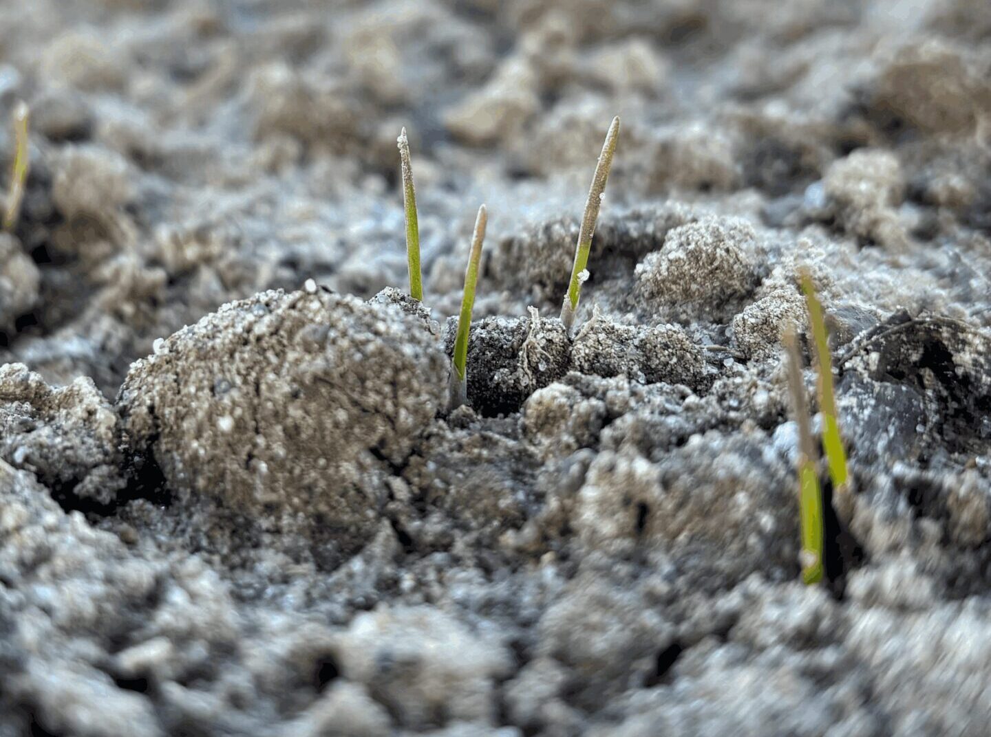 Późno siane zboża – jak postępować wiosną z pszenicą i innymi gatunkami wysiewanymi po optymalnym terminie?