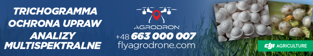 Omacnica prosowianka sieje coraz większe spustoszenie. Jak z nią walczyć?