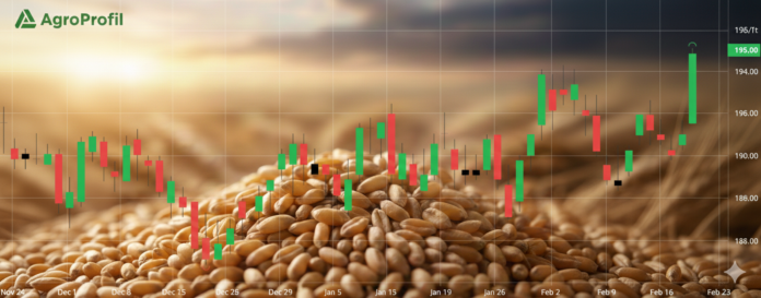 Cena pszenicy na Matif