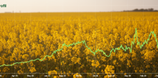 Cena rzepaku na Matif