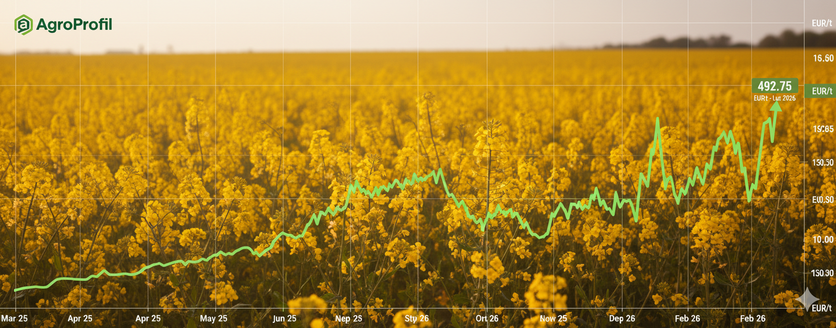 Cena rzepaku na MATIF najwyżej od połowy 2025 roku. Rynek reaguje na ropę i Iran