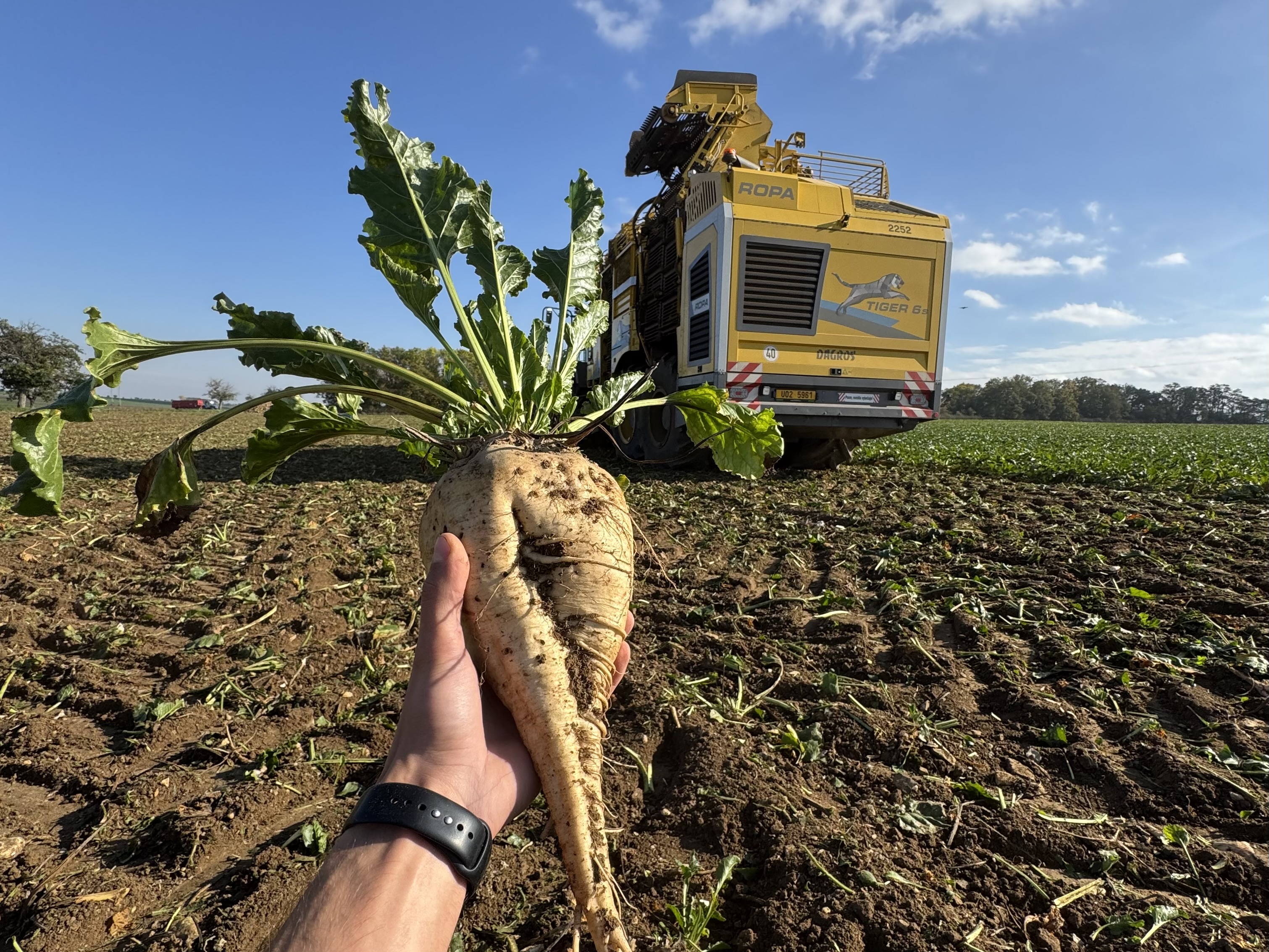 Odmiany buraka cukrowego na 2026 rok. Co nowego w badaniach PDO?