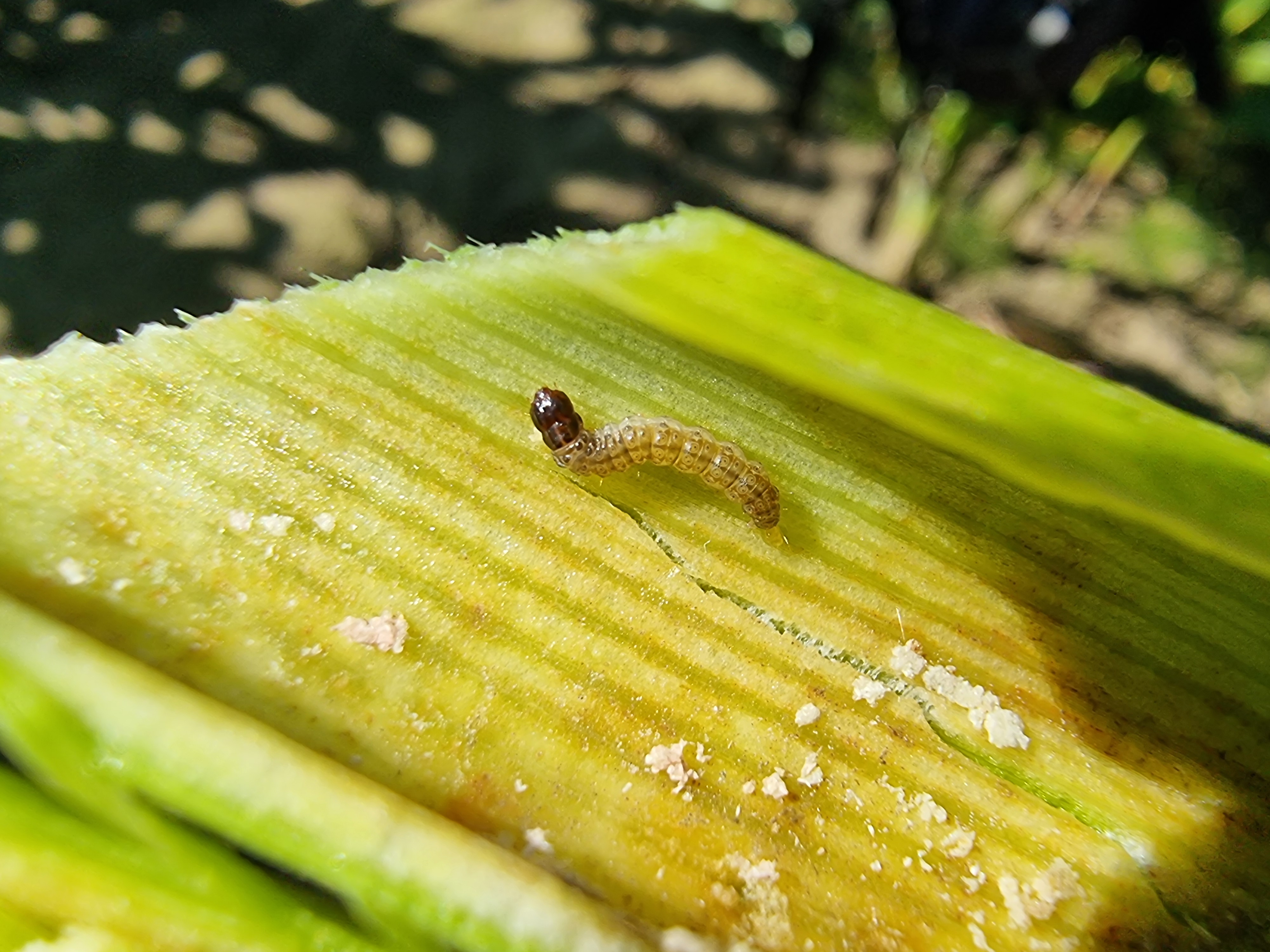 Omacnica prosowianka sieje coraz większe spustoszenie. Jak z nią walczyć?