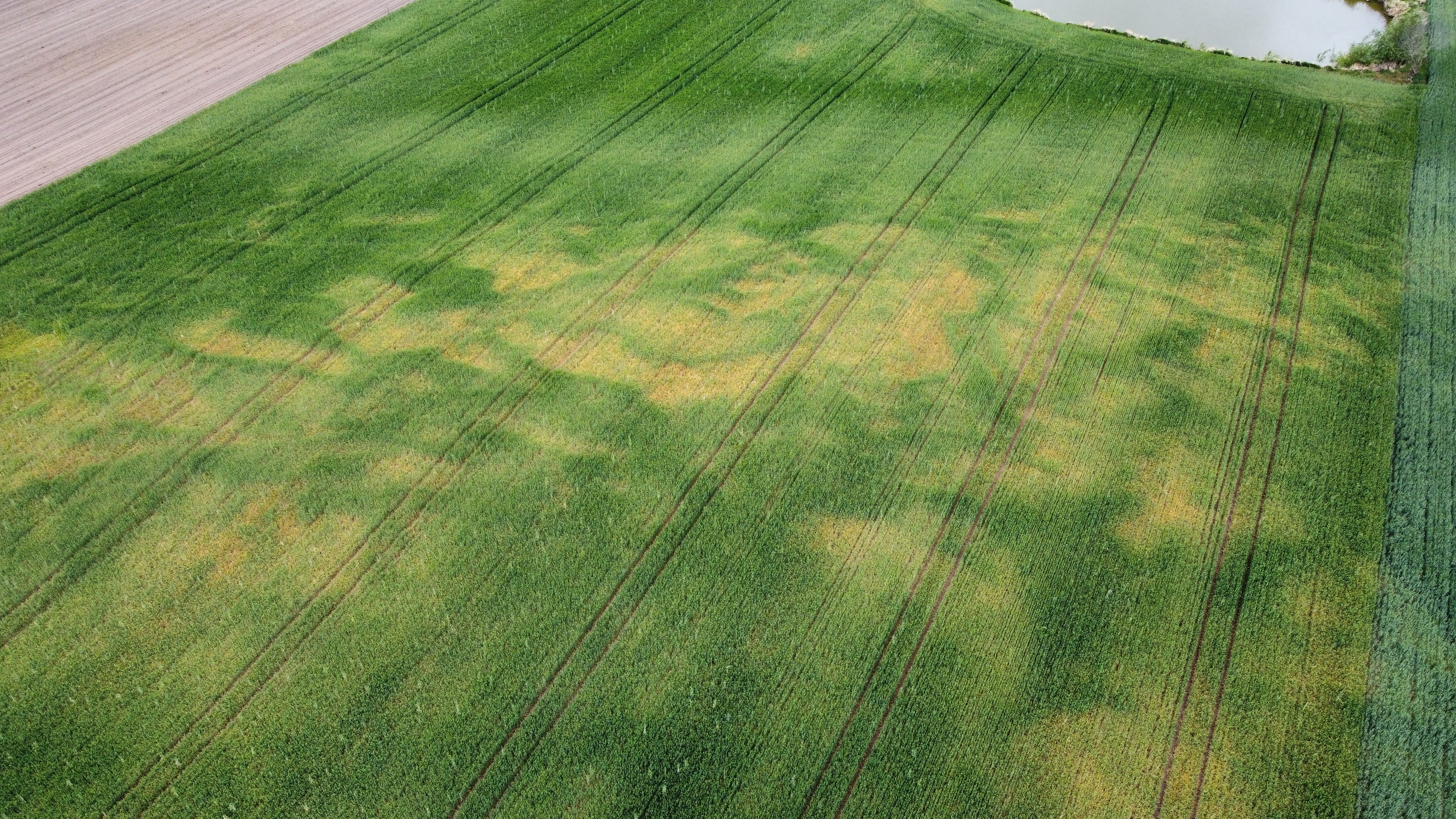 Potas, magnez i siarka – makroelementowe trio. Kiedy siać Korn-Kali?