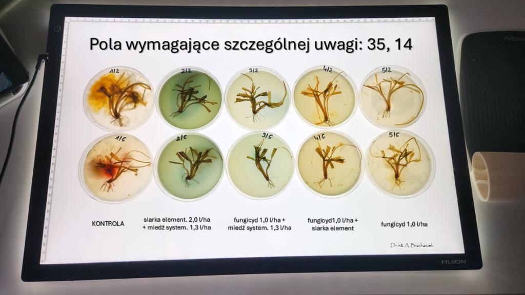 Miedź systemiczna w zabiegach czyszczących. Czy T0 będzie potrzebne tej wiosny? 7 miedź systemiczna
