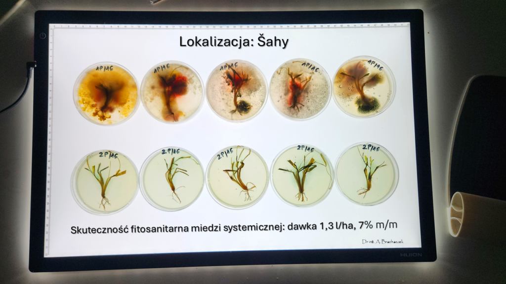Miedź systemiczna w zabiegach czyszczących. Czy T0 będzie potrzebne tej wiosny? 4 miedź systemiczna