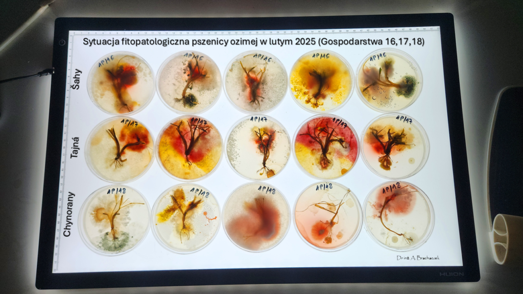 Miedź systemiczna w zabiegach czyszczących. Czy T0 będzie potrzebne tej wiosny? 6 miedź systemiczna