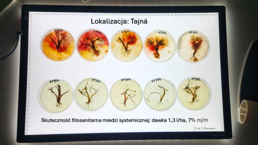 Miedź systemiczna w zabiegach czyszczących. Czy T0 będzie potrzebne tej wiosny? 5 miedź systemiczna