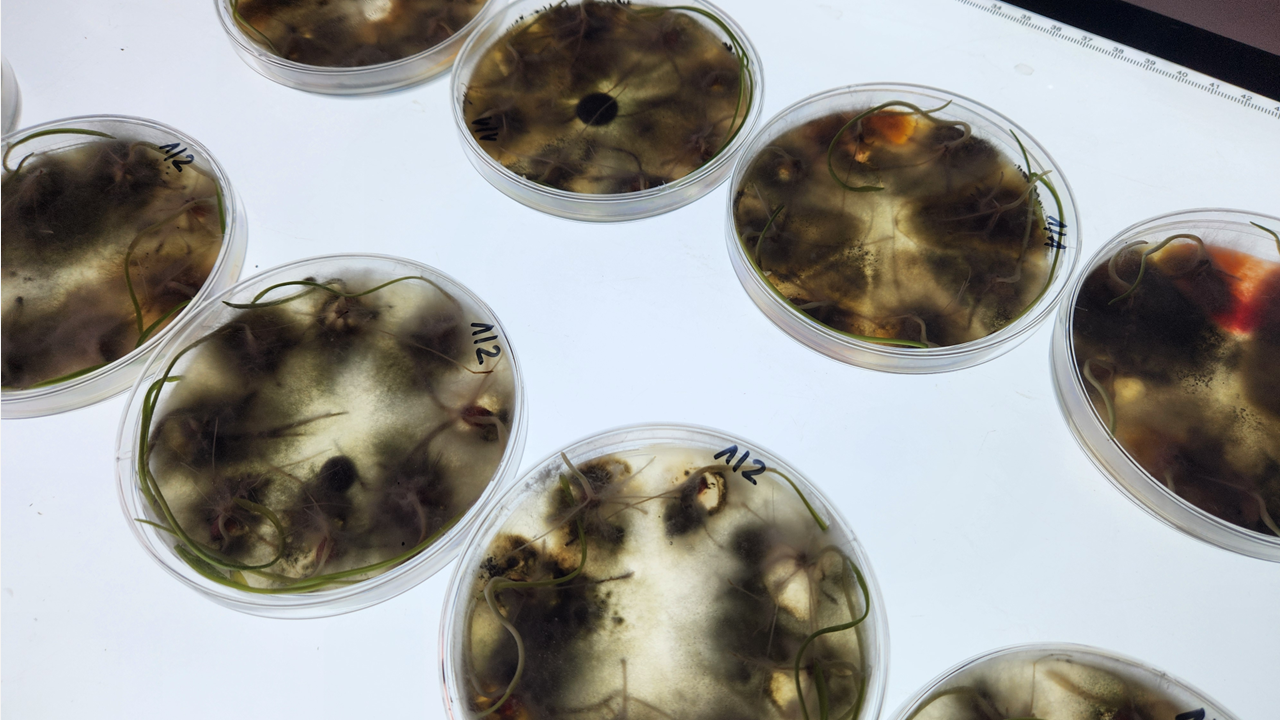 Miedź systemiczna w zabiegach czyszczących. Czy T0 będzie potrzebne tej wiosny?