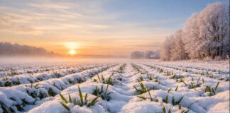 Znaczenie okrywy śnieżnej dla upraw