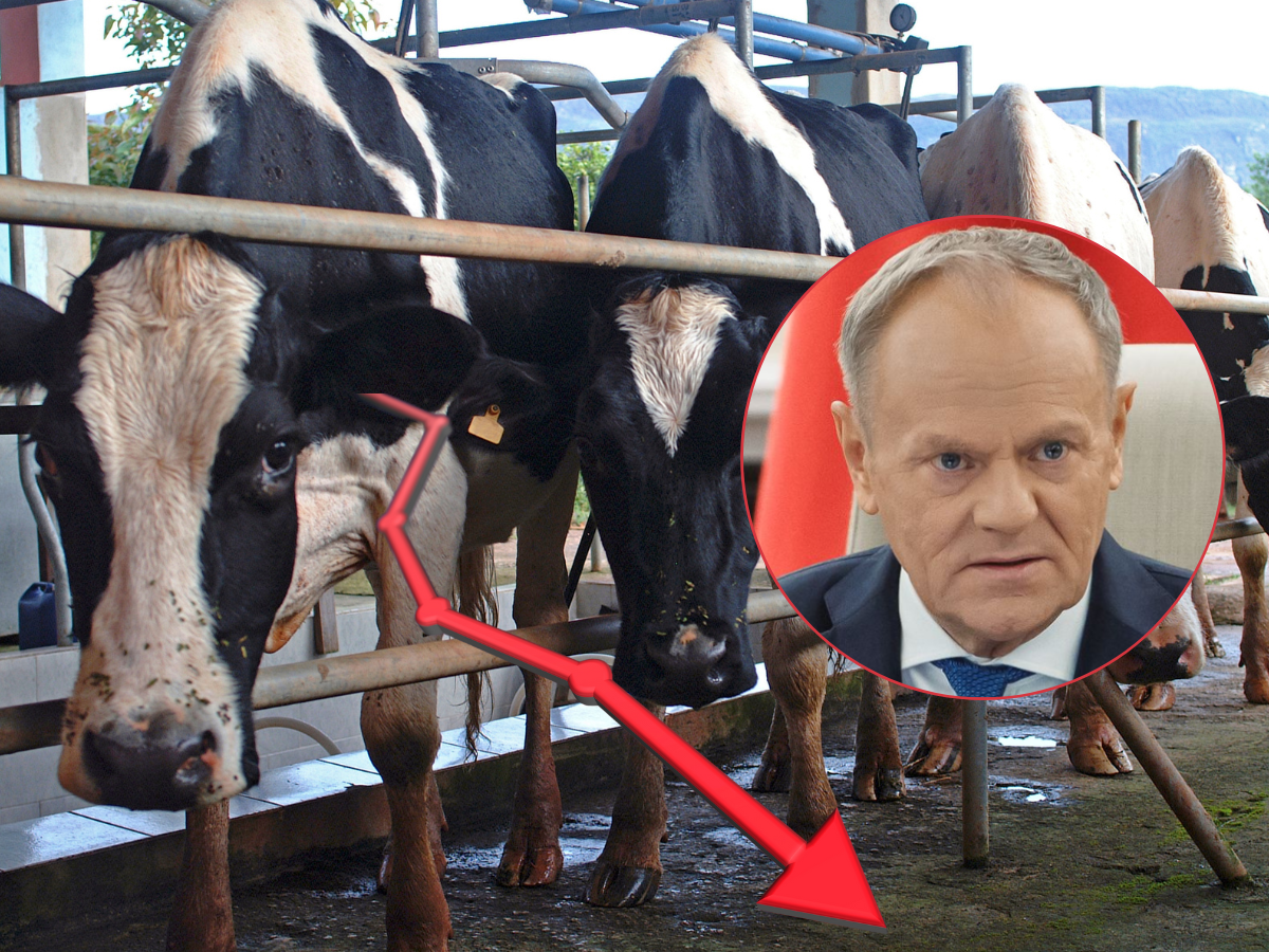 43 MILIONY LITRÓW MLEKA DO ROWU?! Związkowcy apelują do Donalda Tuska