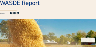 Rynek zbóż i soi w USA