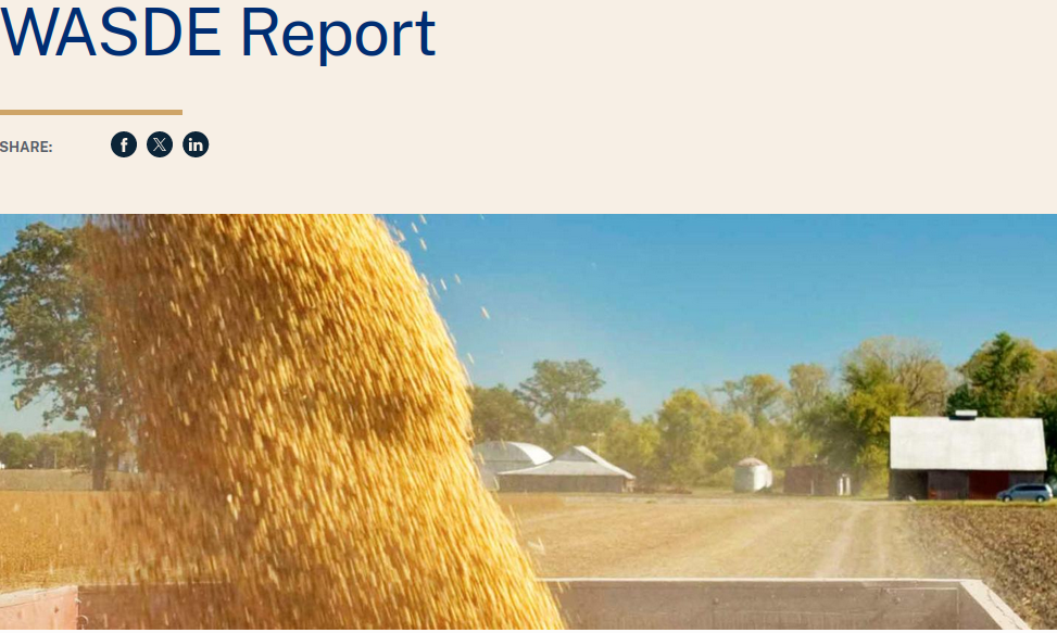 USDA: zapasy zbóż i soi w USA mocno wzrosną w tym sezonie. Jak reaguje cena pszenicy, kukurydzy i soi?