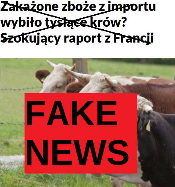 Zakażone zboże z importu zabiło tysiące krów we Francji – to FAKE NEWS