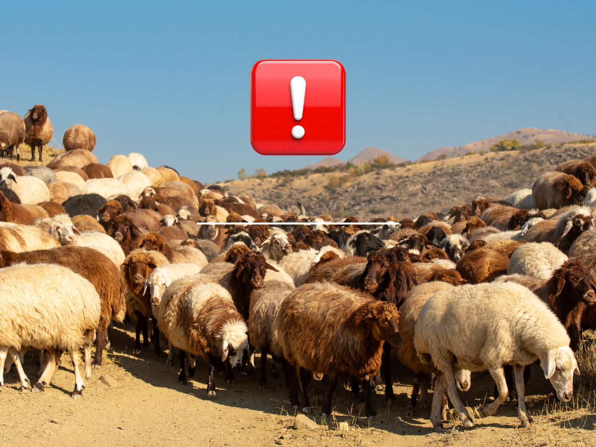 Pryszczyca na Cyprze!!! Handel zwierzętami całkowicie zamrożony!