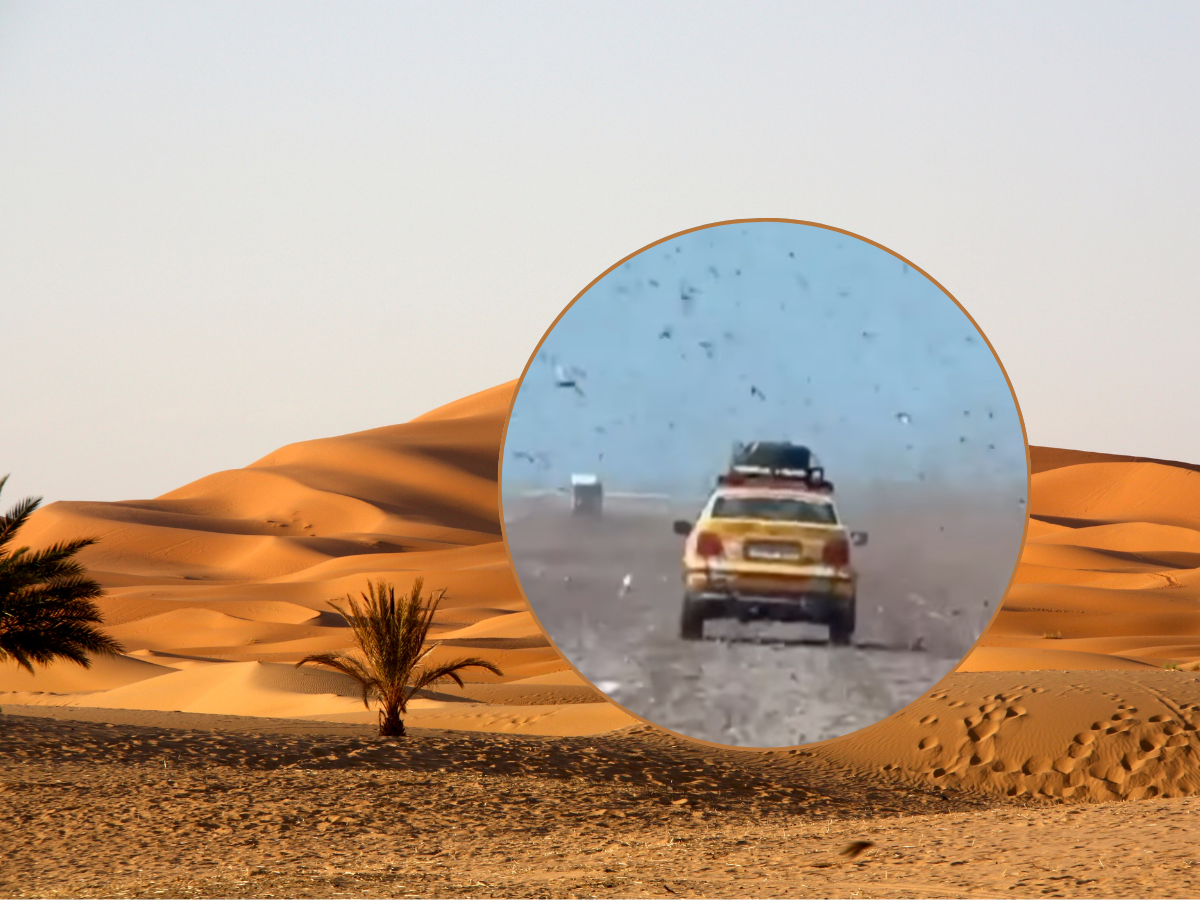 Plaga szarańczy na Saharze: Kierowcy przedzierają się przez gigantyczne roje na drodze [WIDEO]