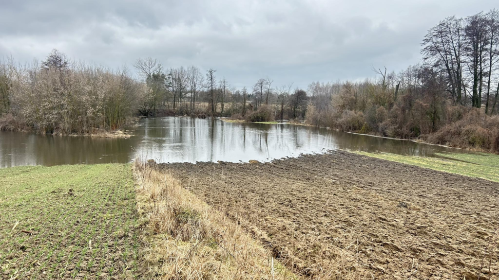 Stan ozimin 2026: Śnieg ustępuje, choroby atakują. Raport z pól i wytyczne IOR-PIB