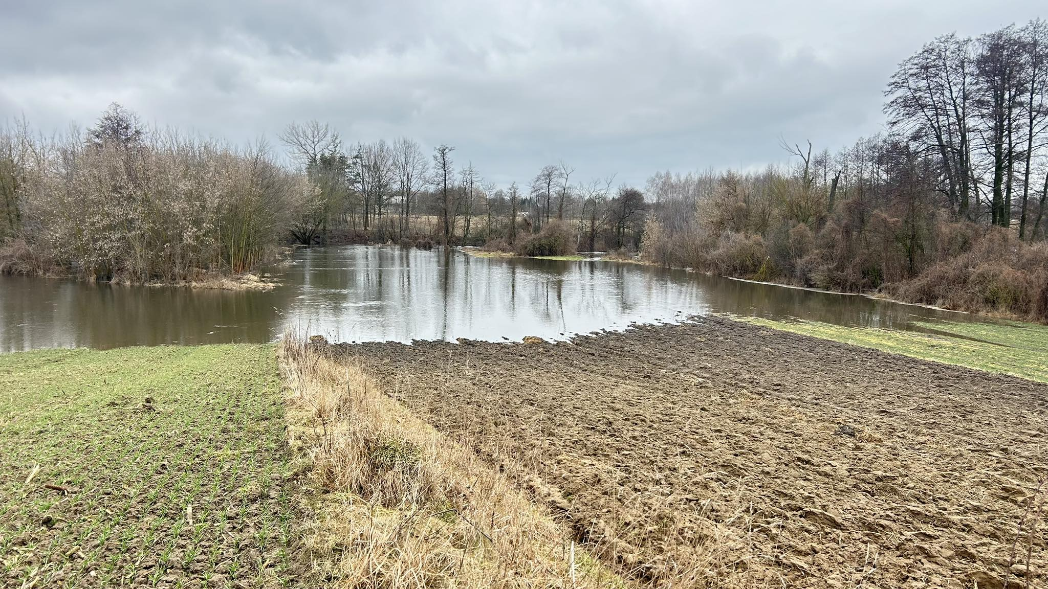 Stan ozimin 2026: Śnieg ustępuje, choroby atakują. Raport z pól i wytyczne IOR-PIB