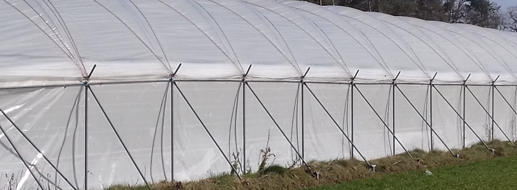 Dotacje na tunele foliowe? Samorząd rolniczy walczy o zmiany w unijnych przepisach