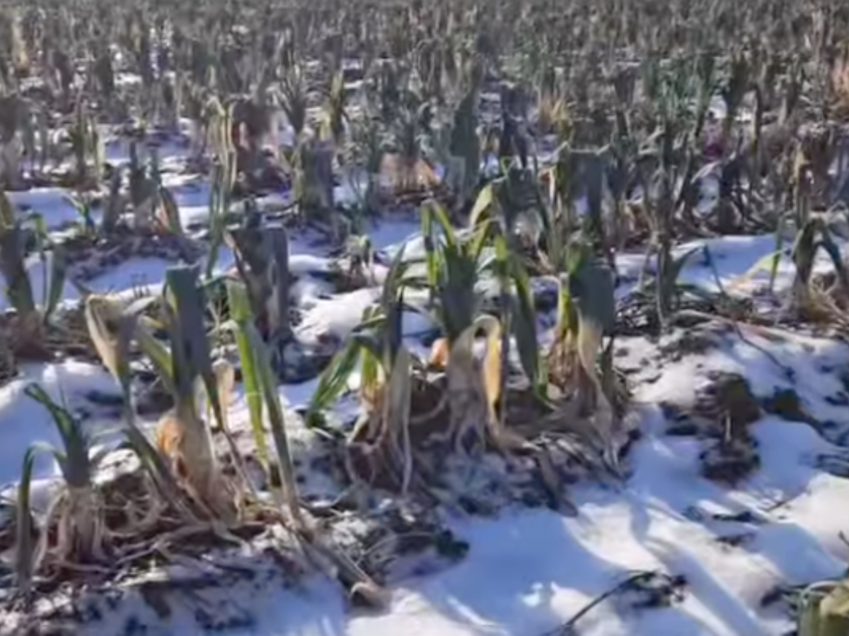 Pola pełne strat!!! Mróz kończy to, co zaczął niekontrolowany import…