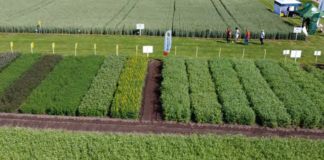 plonowanie bobowatych